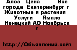 Алоэ › Цена ­ 150 - Все города, Екатеринбург г. Животные и растения » Услуги   . Ямало-Ненецкий АО,Ноябрьск г.